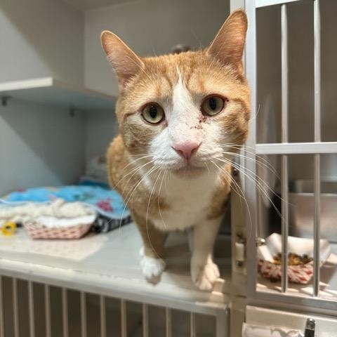 Enlarge Donny, an adopted Domestic Short Hair in East Brunswick, NJ image 2/5