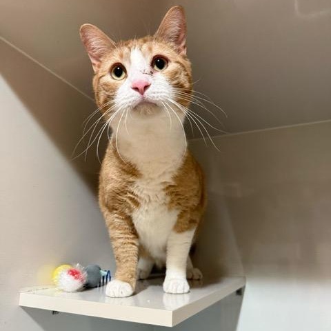 Enlarge Donny, an adopted Domestic Short Hair in East Brunswick, NJ image 3/5