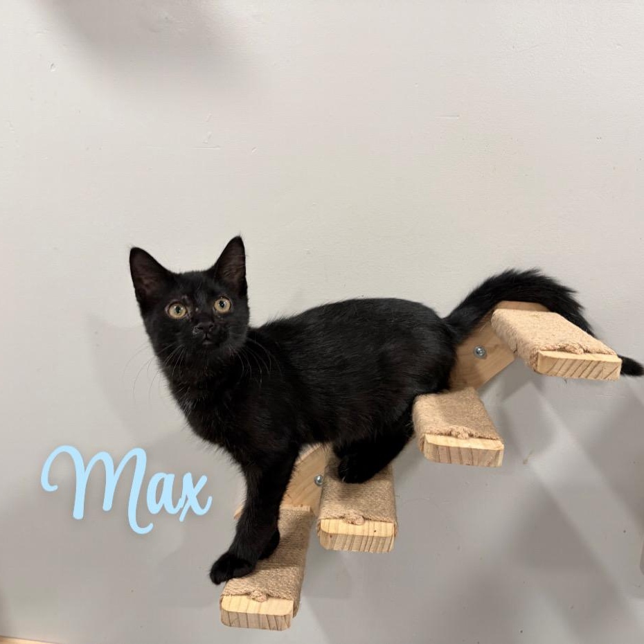 Enlarge Max, a Adoptable American Shorthair in West newton, PA image 1/1
