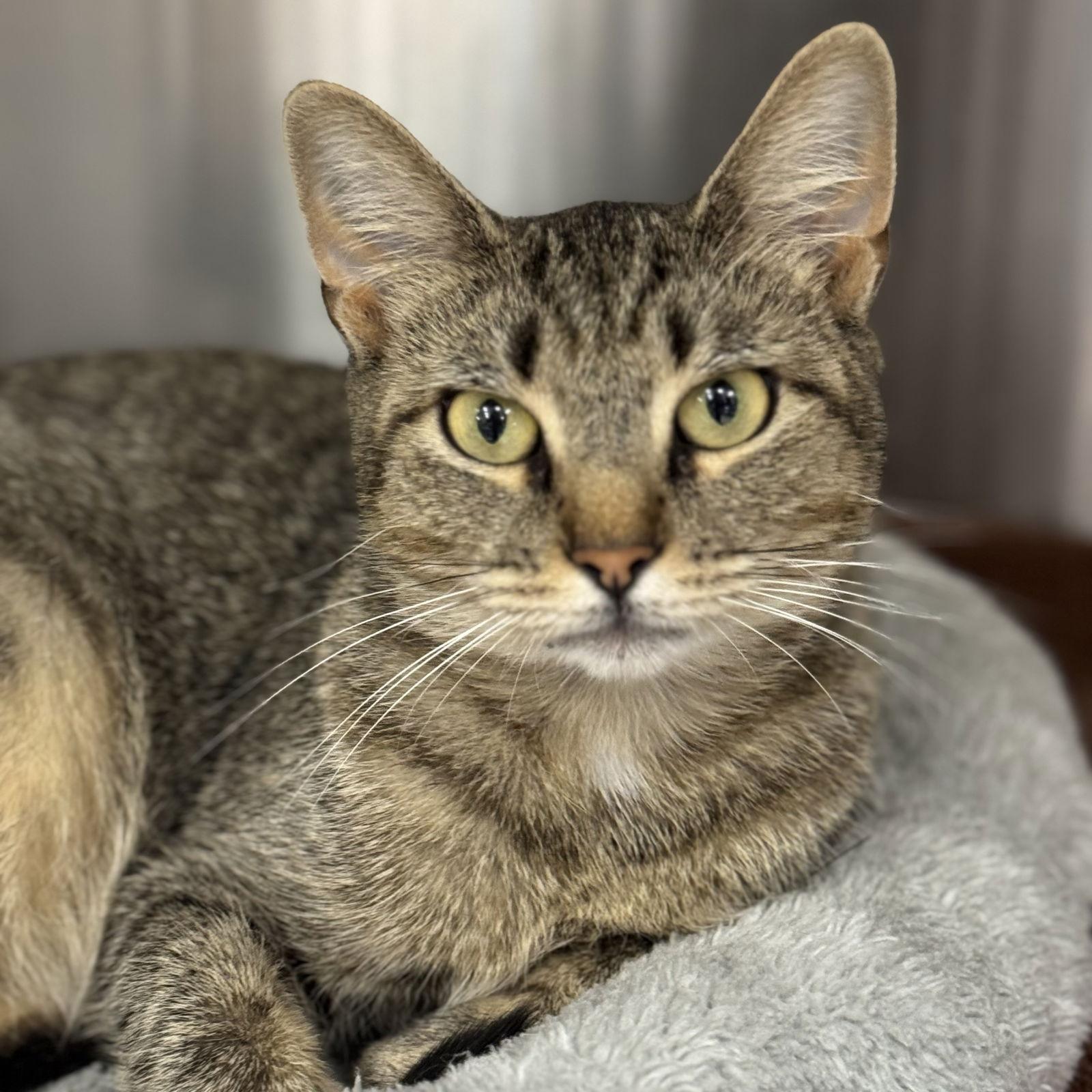 Snickers, Adopted, Young Female Domestic Short Hair & Torbie.