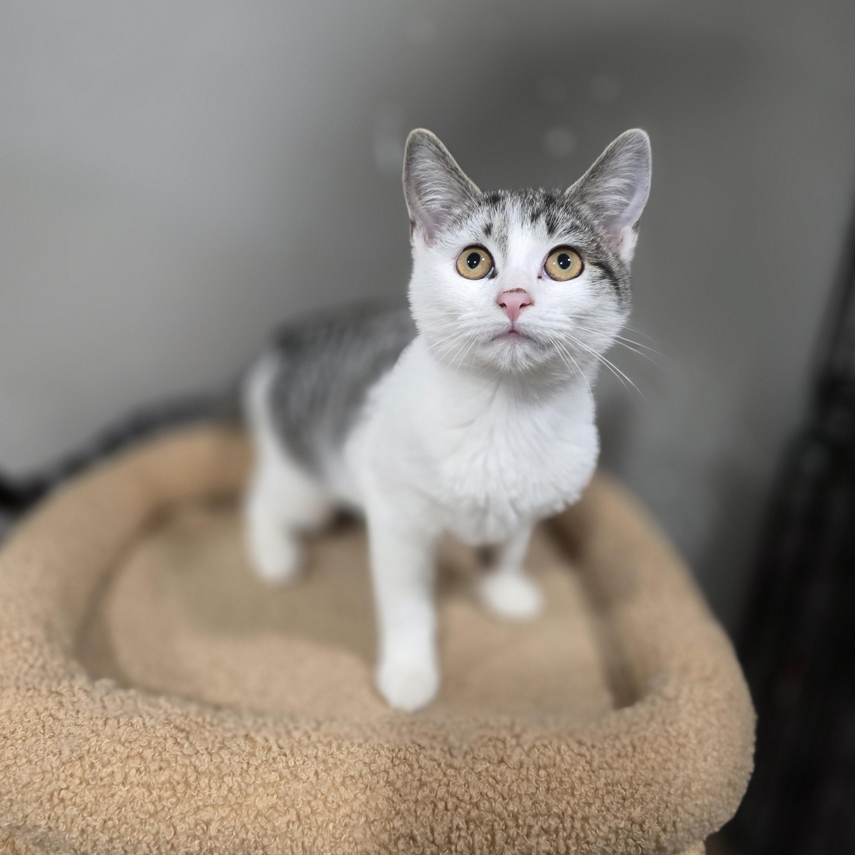 Enlarge Latte, a Adoptable mixed breed in Mastic beach, NY image 3/5