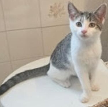 Latte, Adoptable, Kitten Female Domestic Short Hair & Tabby.