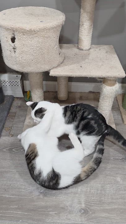 Enlarge Latte, a Adoptable mixed breed in Mastic beach, NY video 5/5