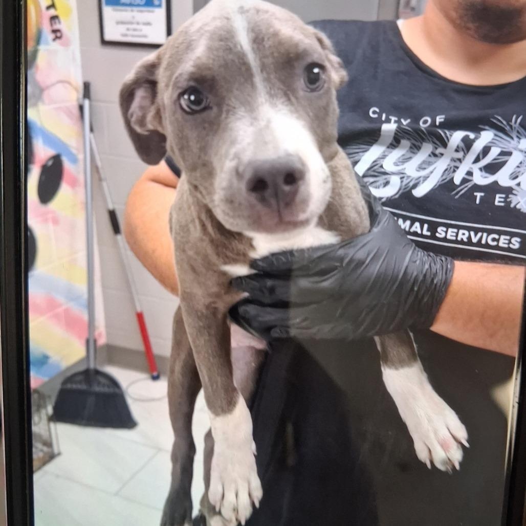 Engine - Local November 6-8, Adoptable, Puppy Male Labrador Retriever.