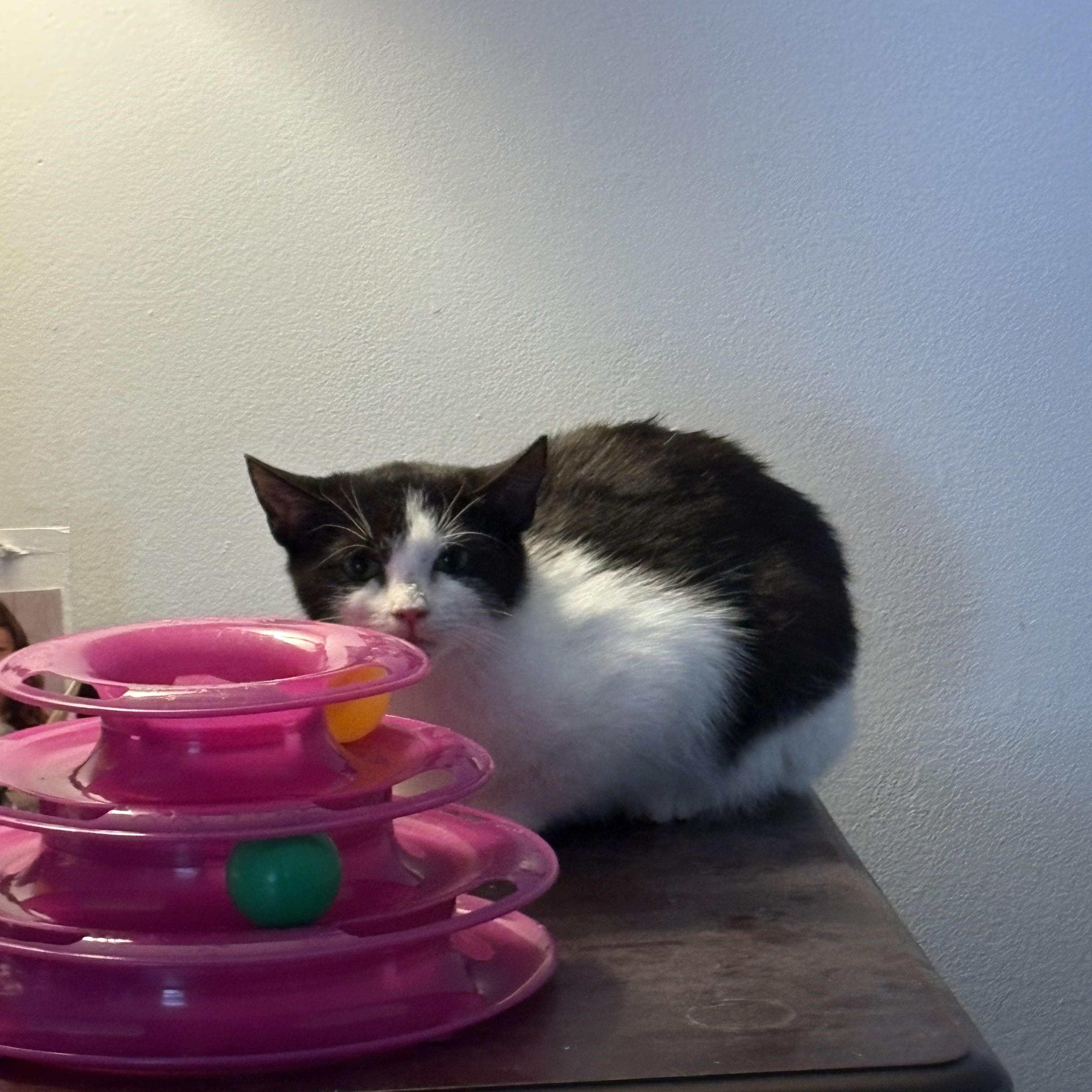 Jasmine, ADOPTABLE, Young Female Domestic Short Hair.