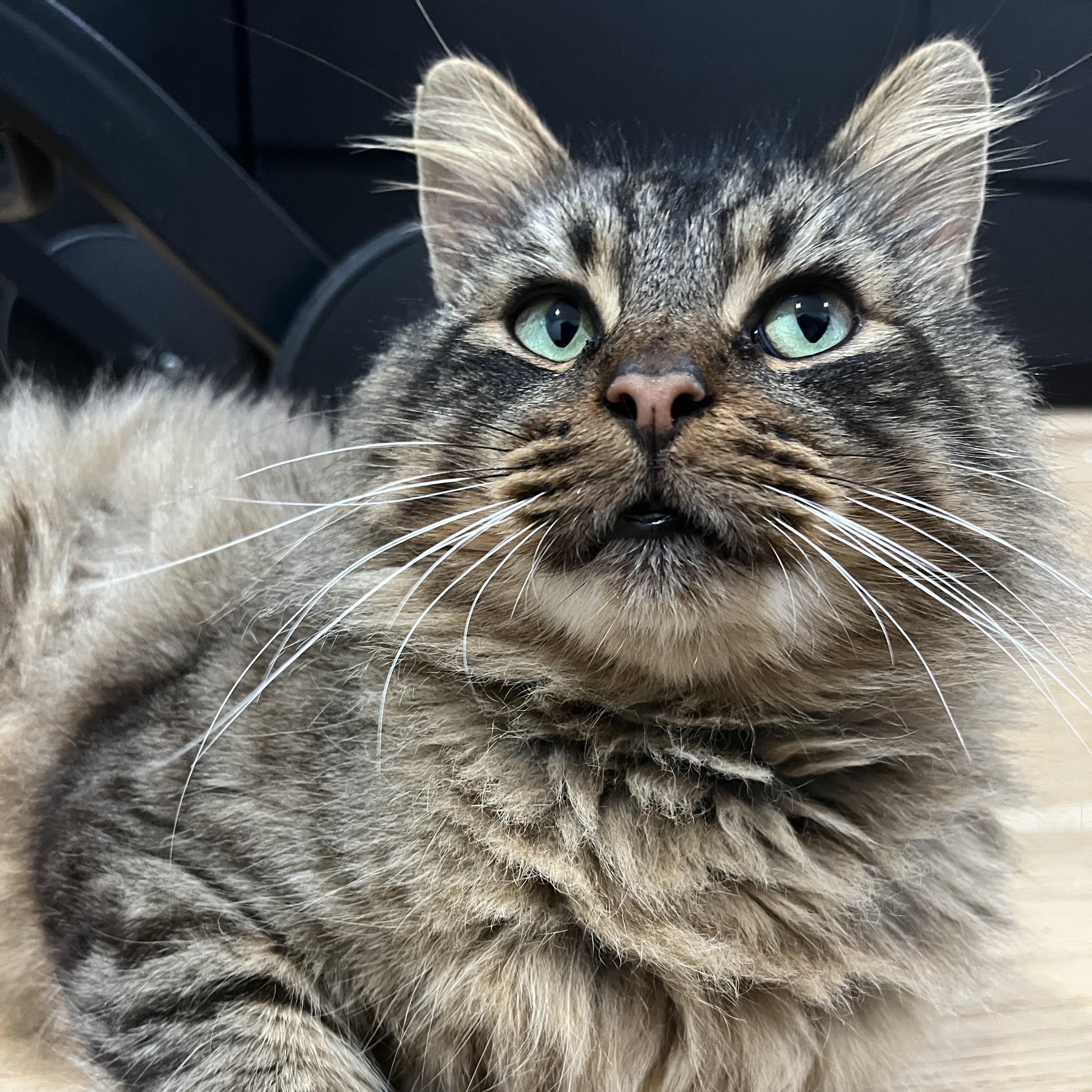 Sebastian, a Adoptable mixed breed in Atlanta, GA image 3/6