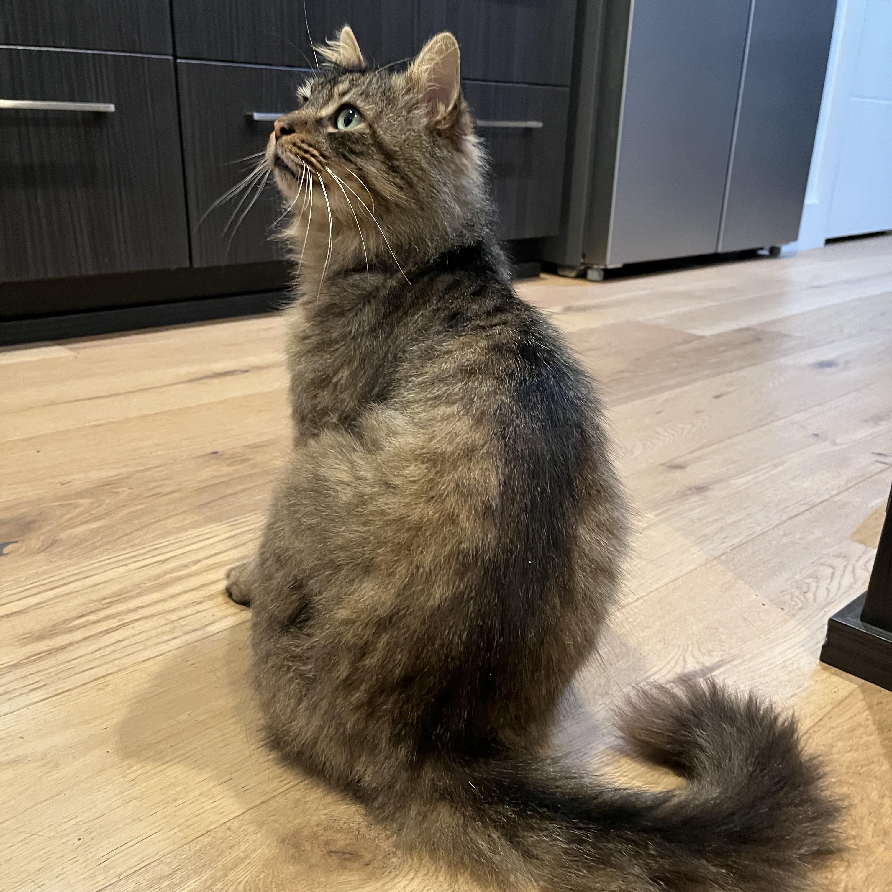 Sebastian, a Adoptable mixed breed in Atlanta, GA image 5/6