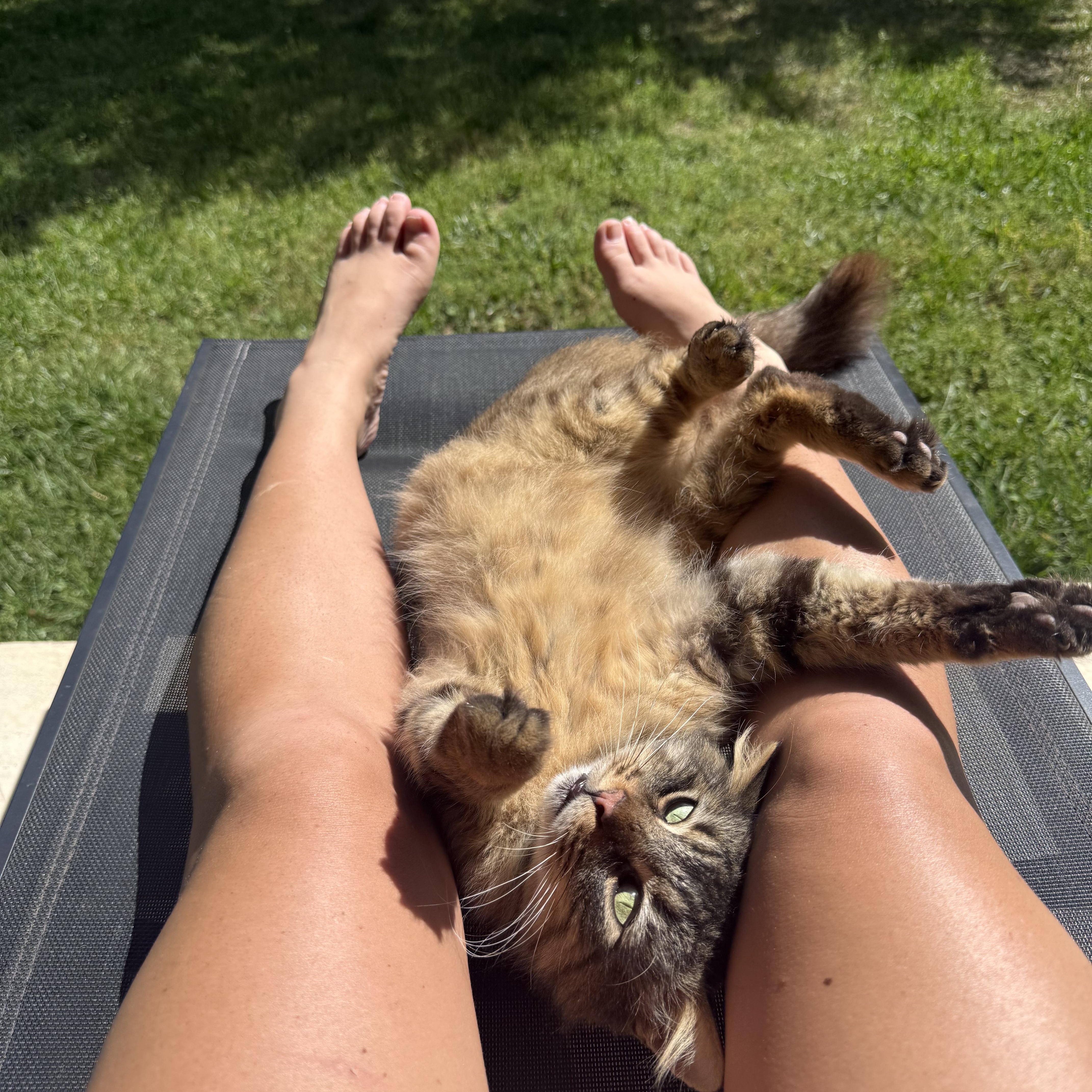 Sebastian, a Adoptable mixed breed in Atlanta, GA image 2/6