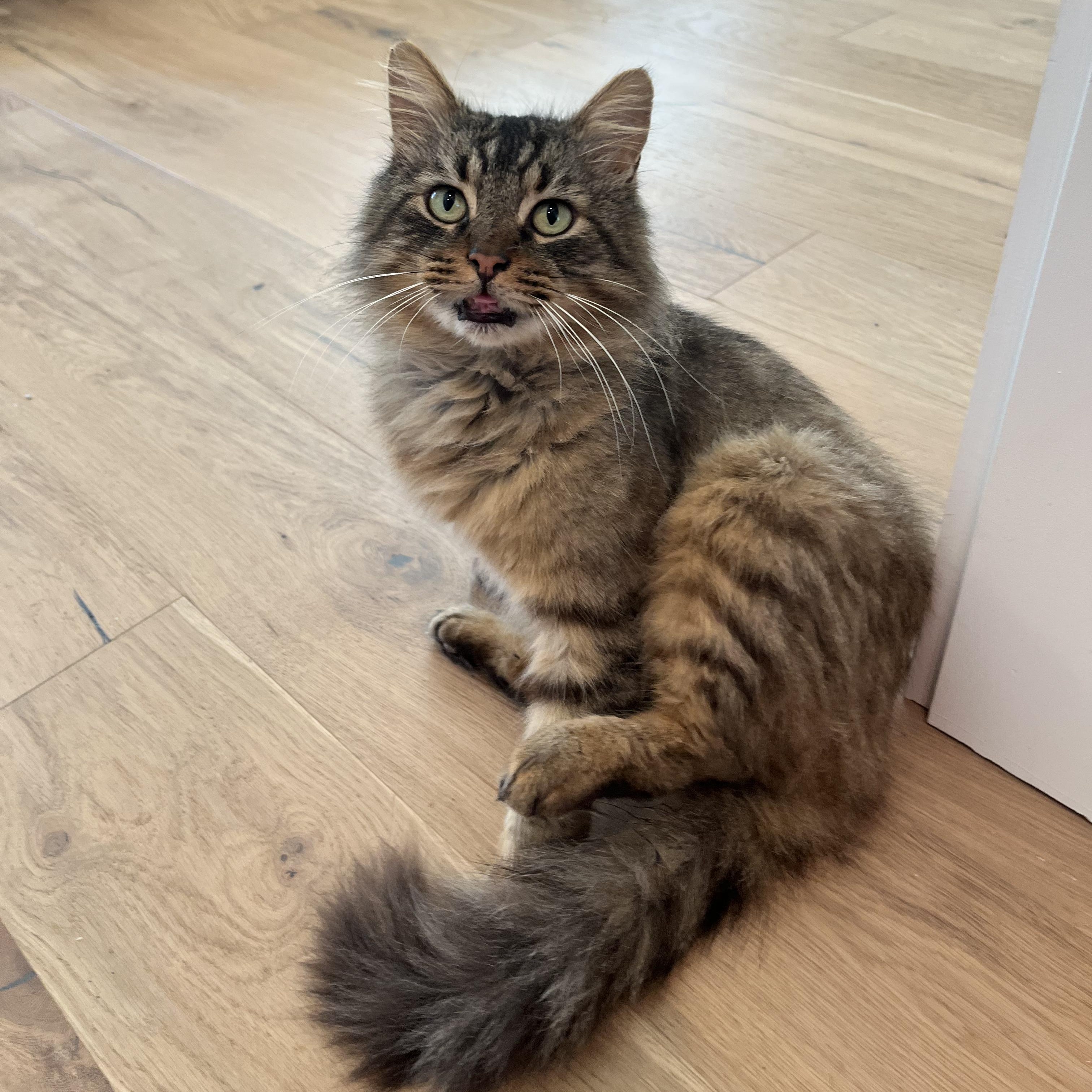 Sebastian, Adoptable, Young Male Domestic Long Hair & Siberian.