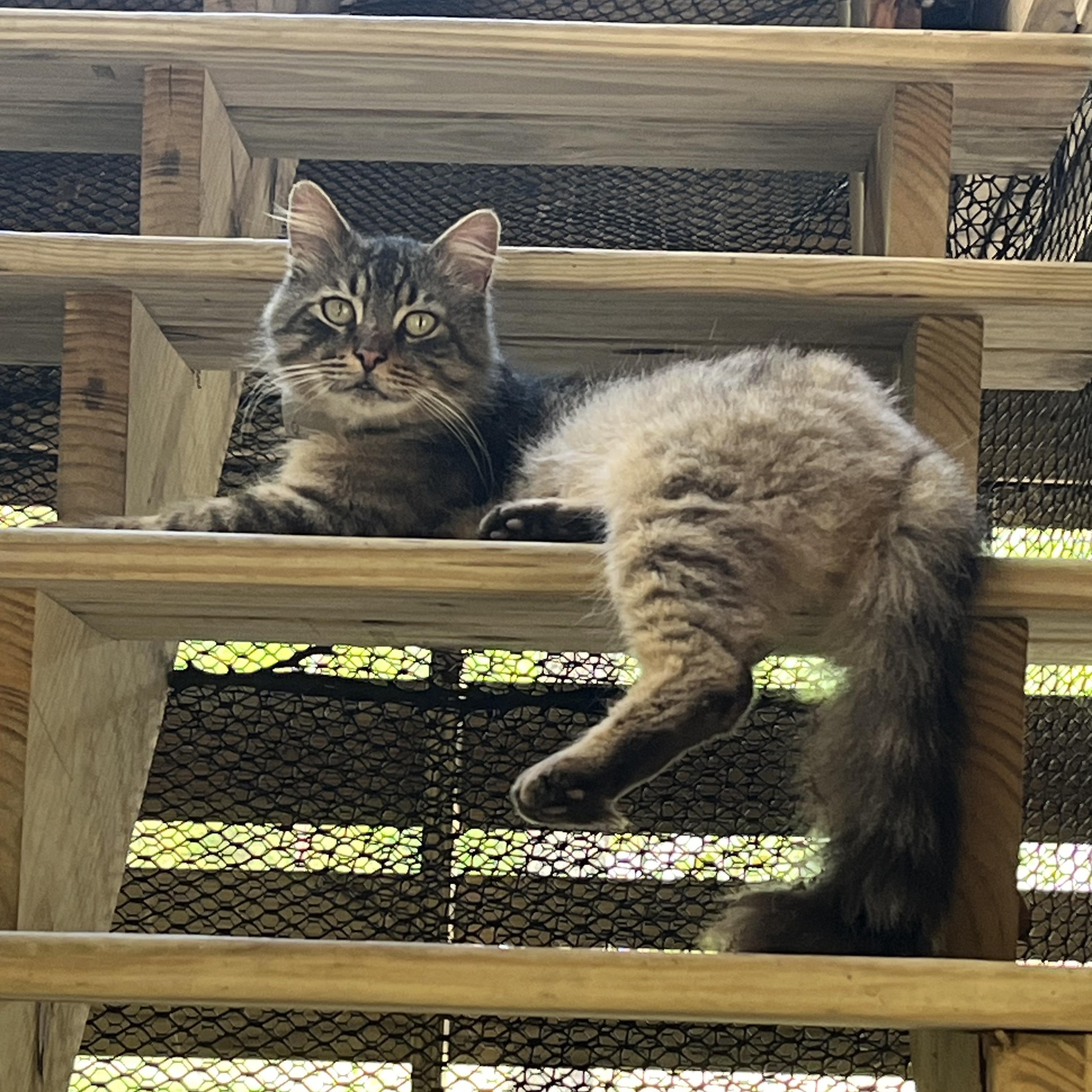 Sebastian, a Adoptable mixed breed in Atlanta, GA image 4/6