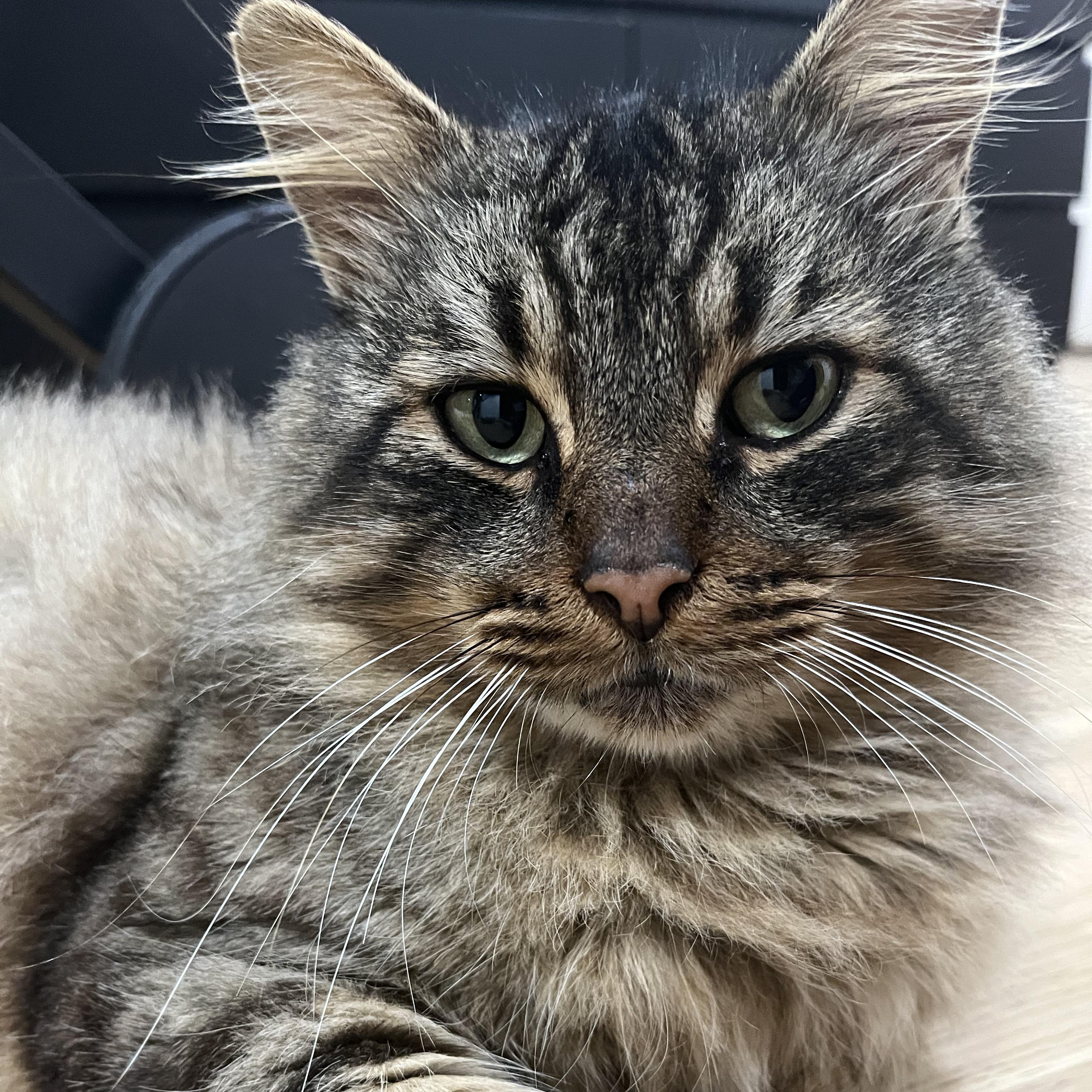 Sebastian, a Adoptable mixed breed in Atlanta, GA image 6/6