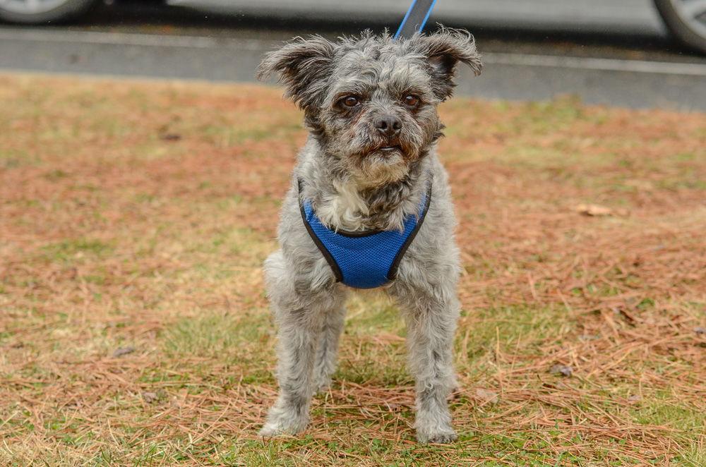 Teddy, Adoptable, Adult Male Terrier.