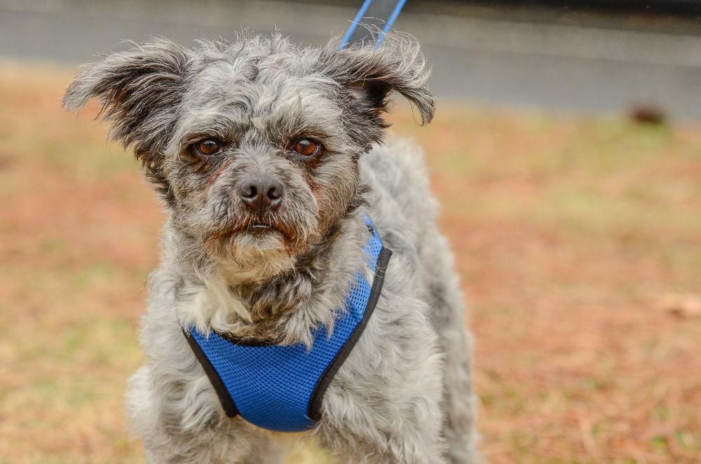 Enlarge Teddy, a Adoptable Terrier in Brick, NJ image 2/3