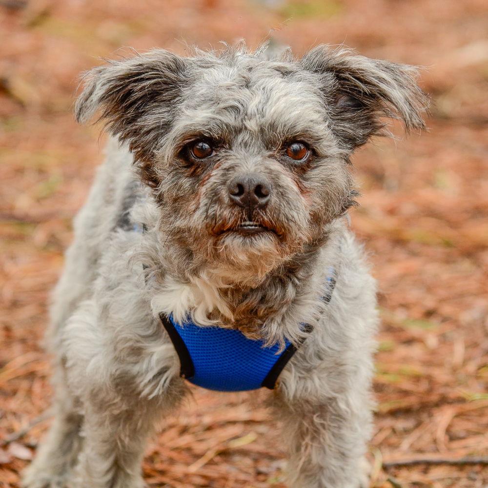 Enlarge Teddy, a Adoptable Terrier in Brick, NJ image 3/3
