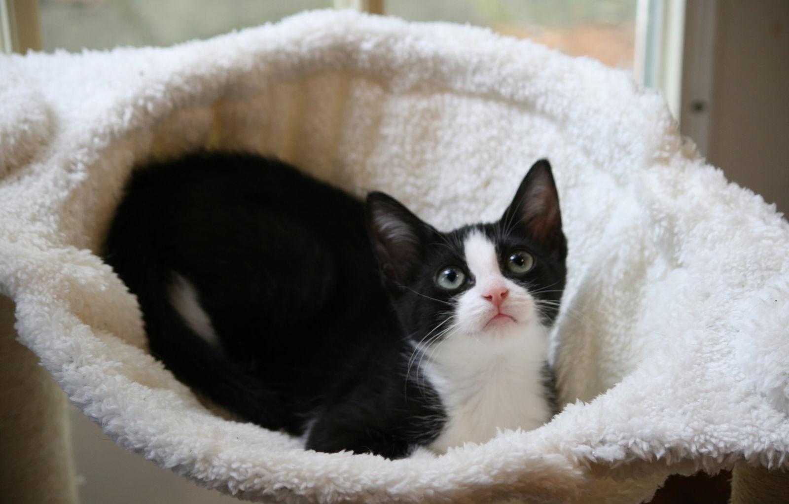 Chicklet (Bonded with Batman), a Adoptable Domestic Short Hair in Flushing, NY image 1/3