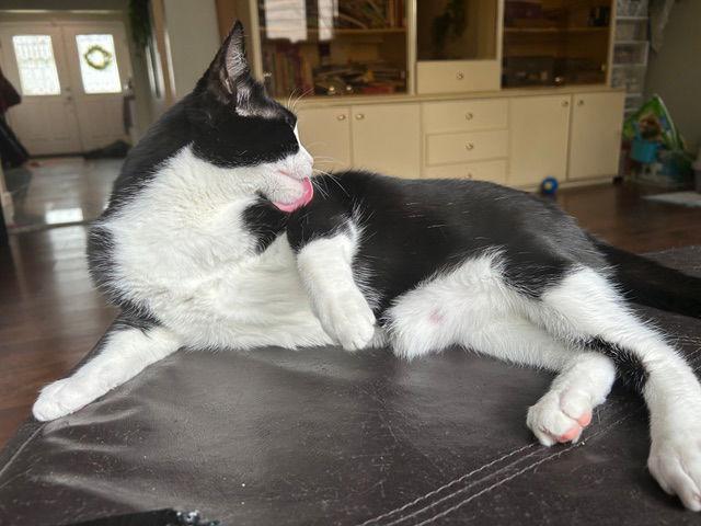 Enlarge CHICKLET, a Adoptable Domestic Short Hair in Flushing, NY image 1/3