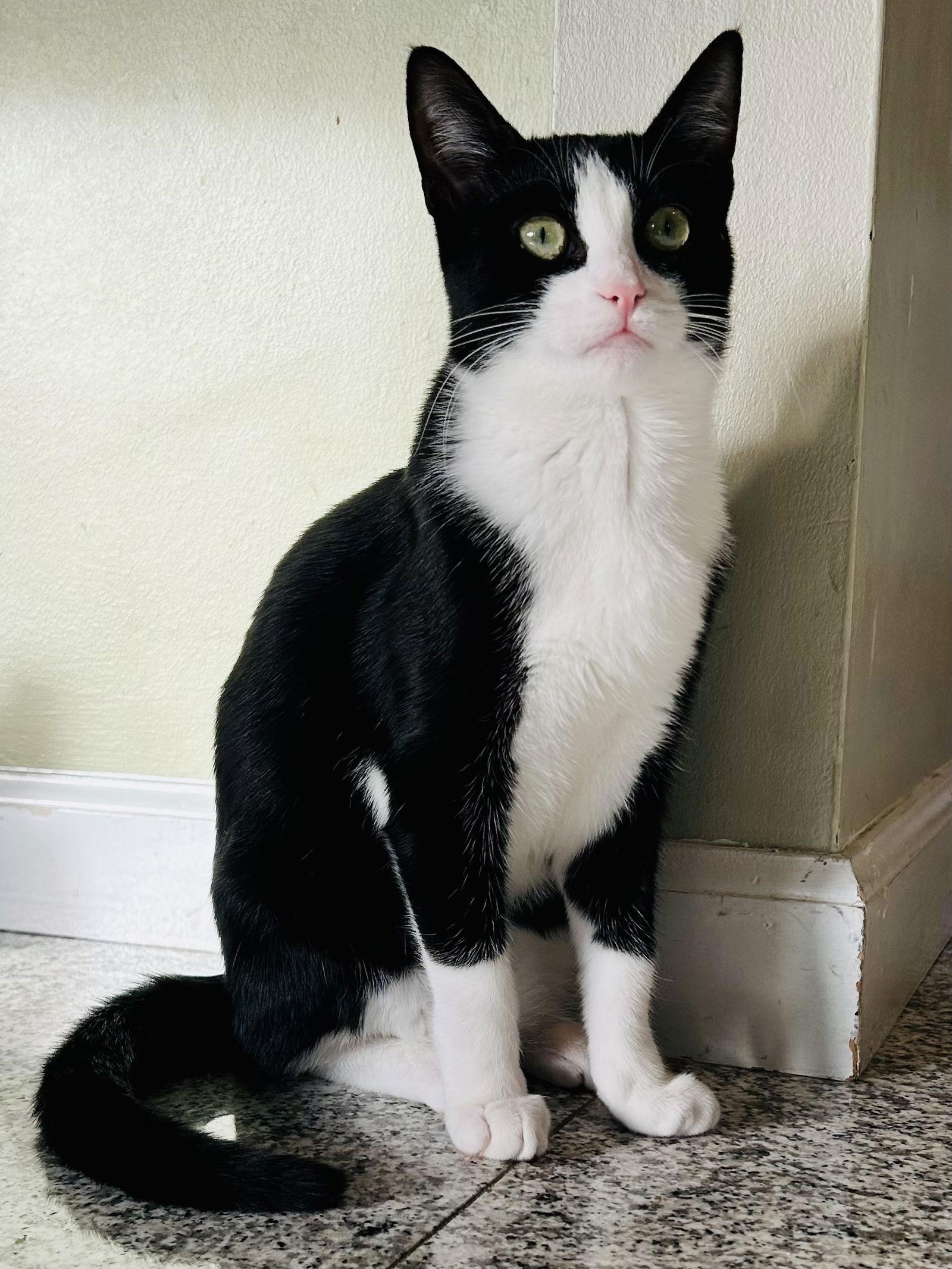 Chicklet (Bonded with Batman), a Adoptable Domestic Short Hair in Flushing, NY image 2/3