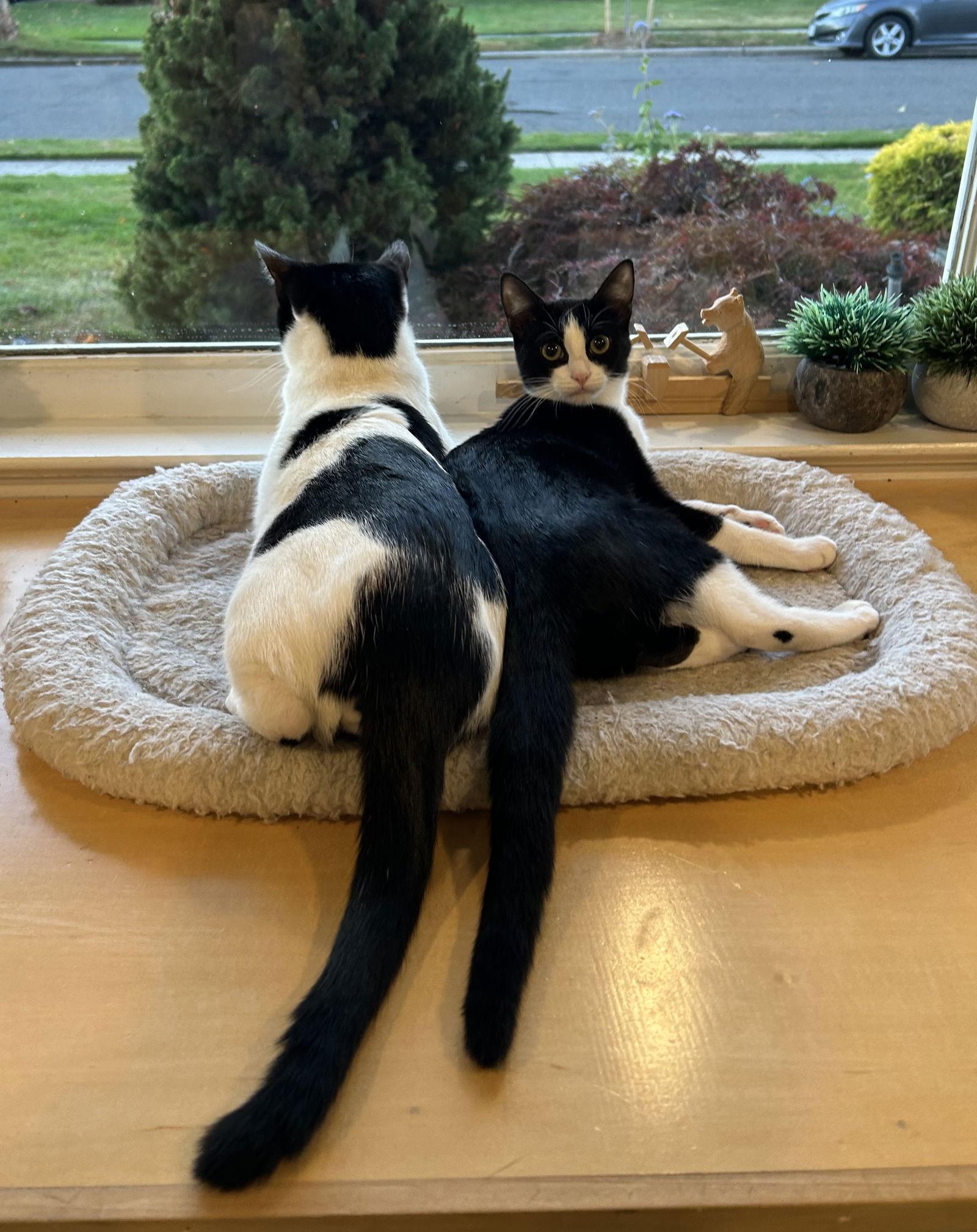 Chicklet (Bonded with Batman), a Adoptable Domestic Short Hair in Flushing, NY image 3/3