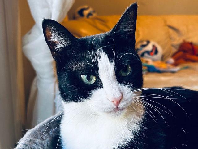 Enlarge CHICKLET, a Adoptable Domestic Short Hair in Flushing, NY image 2/3