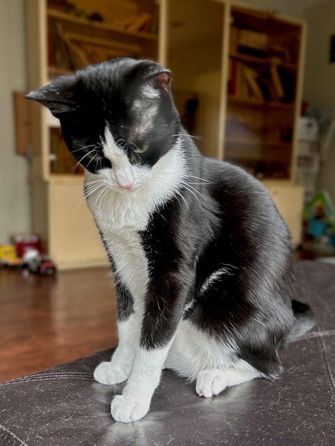 Enlarge CHICKLET, a Adoptable Domestic Short Hair in Flushing, NY image 3/3