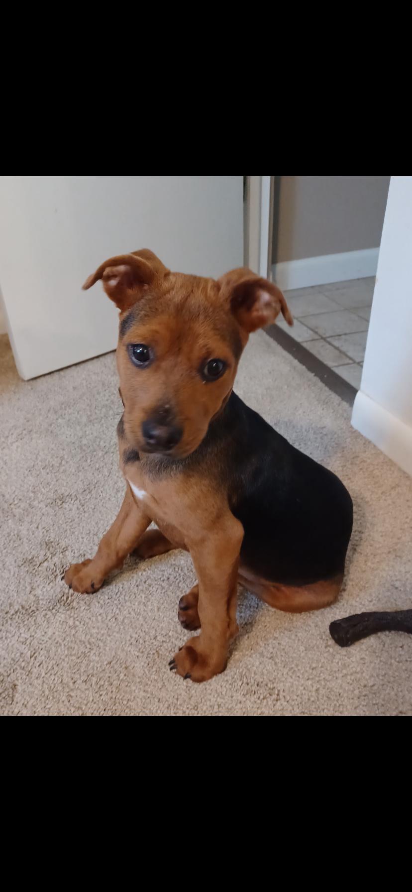 Enlarge Ethan, a Adoptable mixed breed in Midland, MI image 2/5