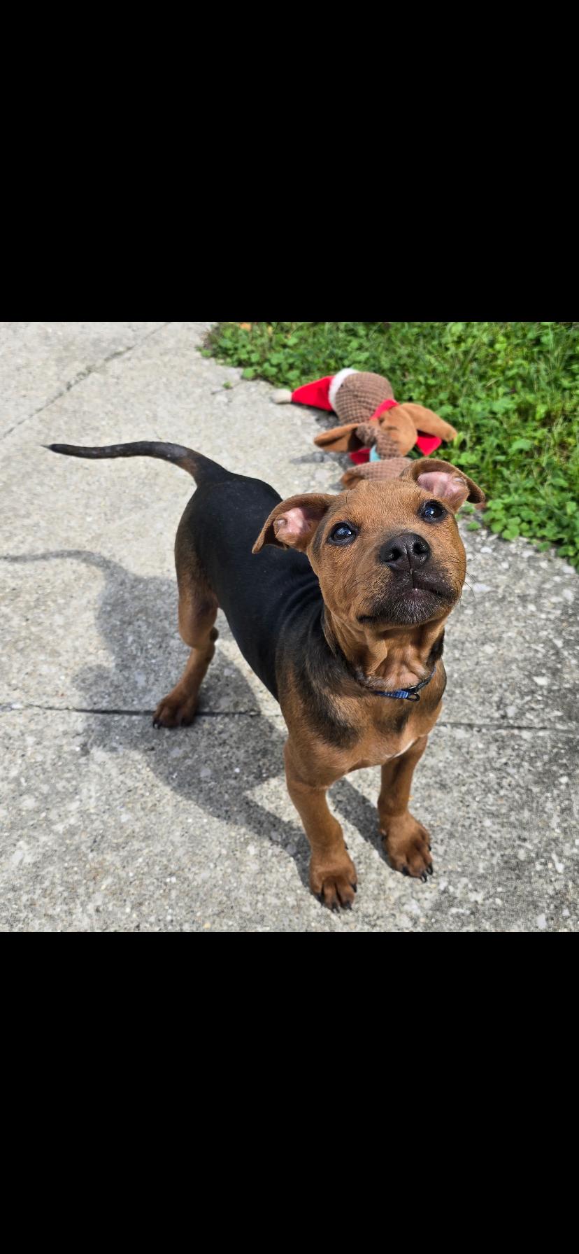 Enlarge Ethan, a Adoptable mixed breed in Midland, MI image 3/5