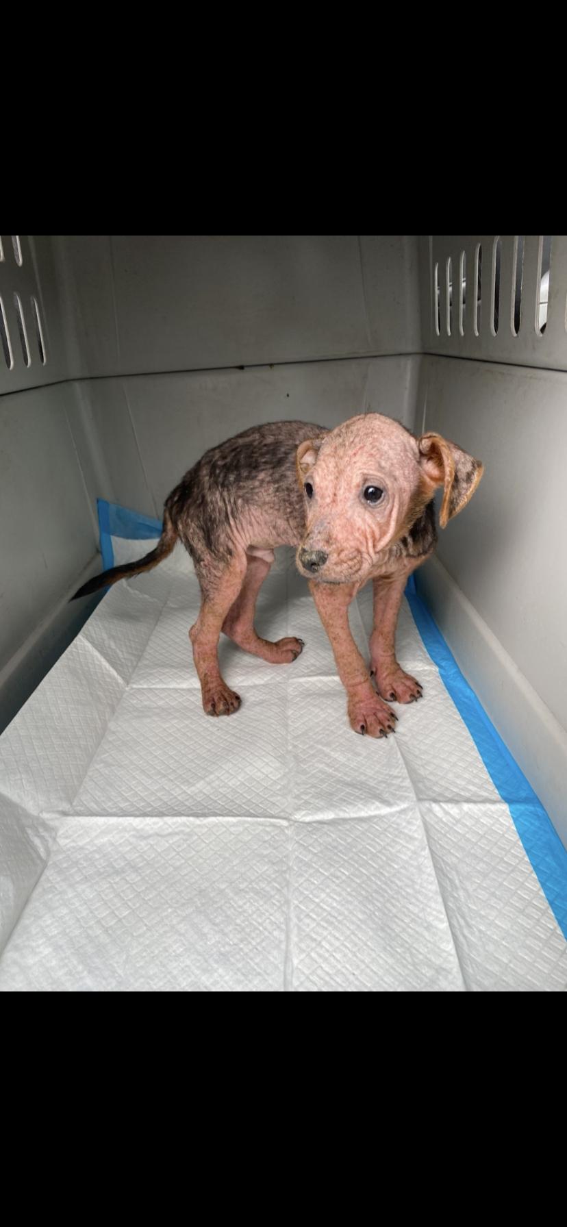 Enlarge Ethan, a Adoptable mixed breed in Midland, MI image 5/5