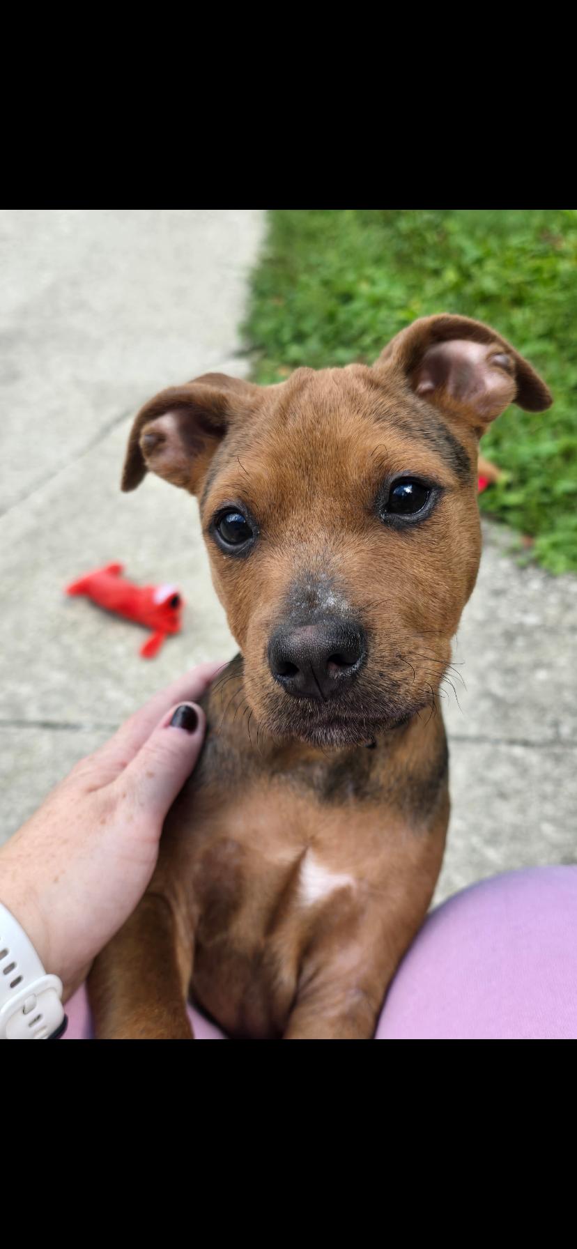 Enlarge Ethan, a Adoptable mixed breed in Midland, MI image 4/5