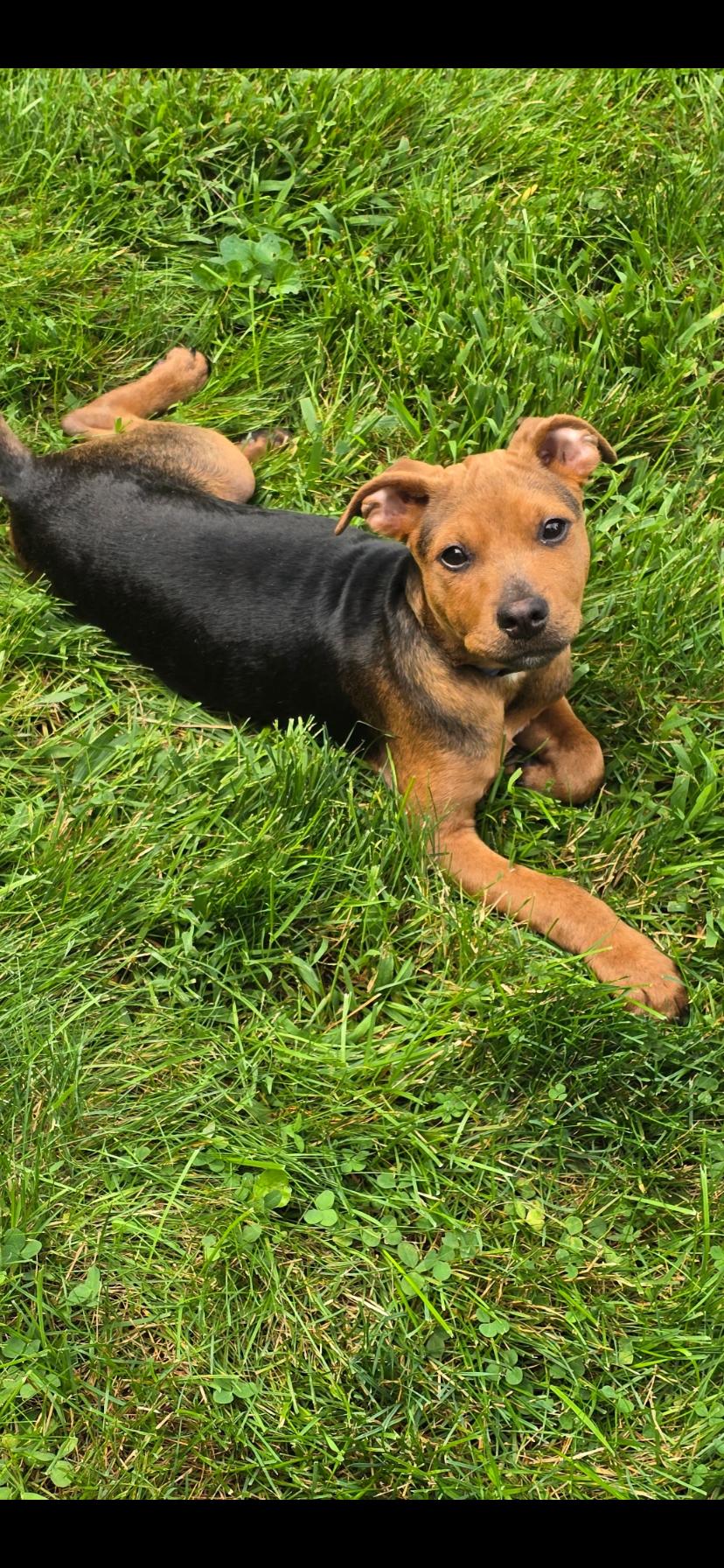 Enlarge Ethan, a Adoptable mixed breed in Midland, MI image 1/5