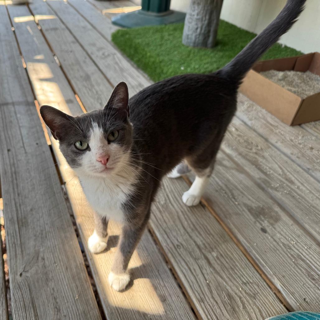 Mew 2, Adoptable, Young Female Domestic Short Hair.