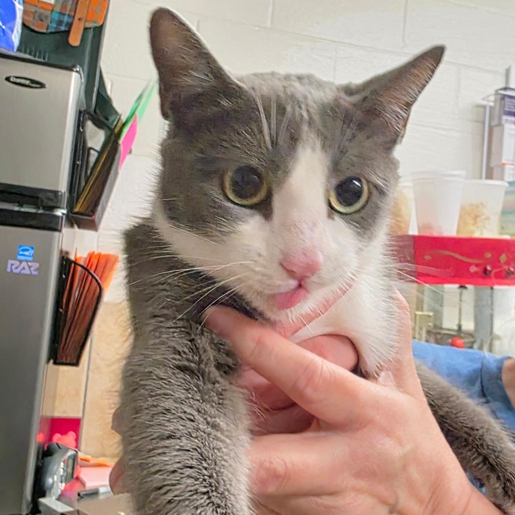 Enlarge Mew 2, a Adoptable Domestic Short Hair in Eureka Springs, AR image 2/3