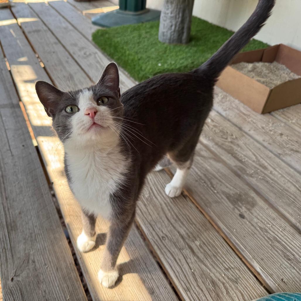 Enlarge Mew 2, a Adoptable Domestic Short Hair in Eureka Springs, AR image 3/3