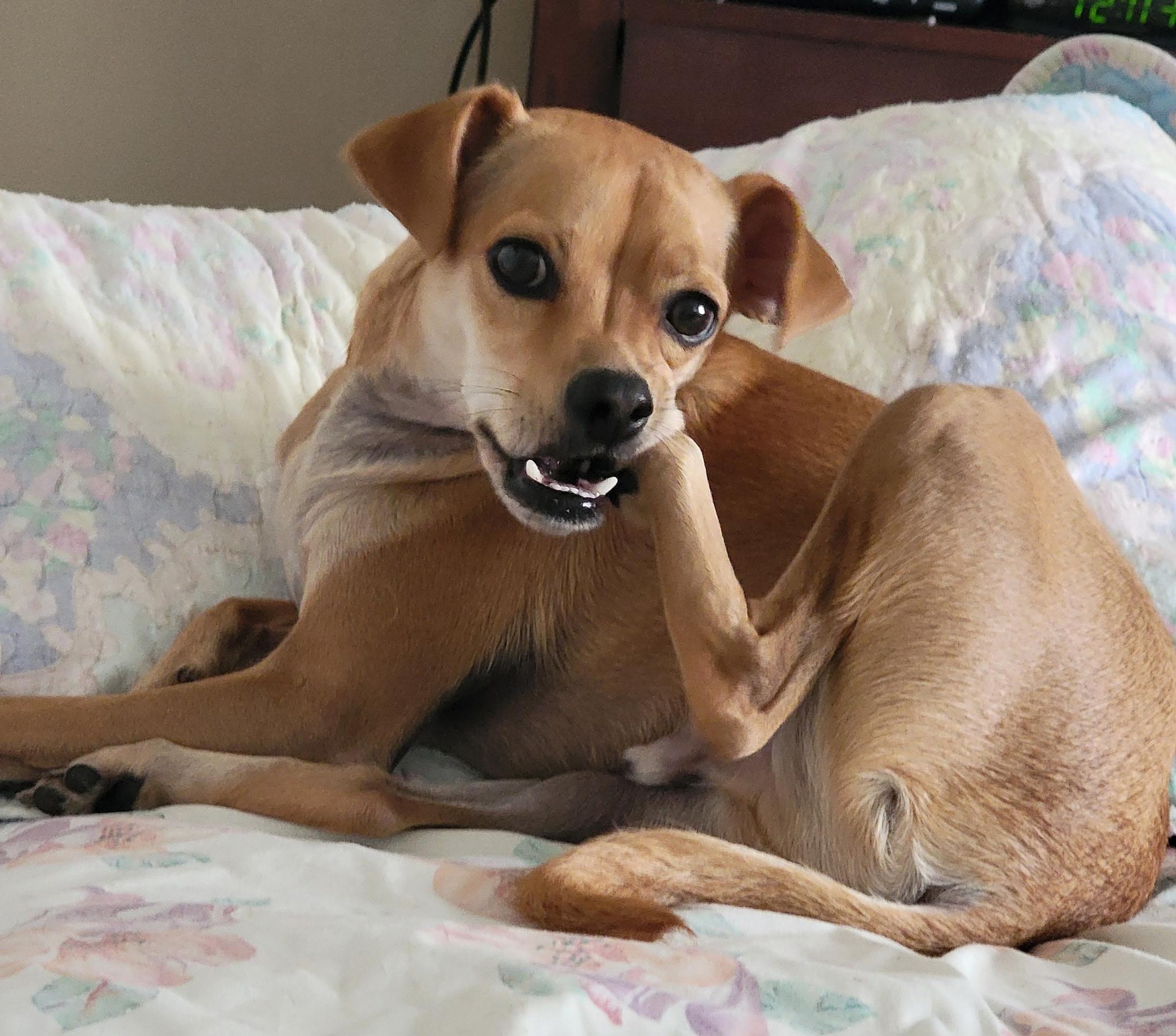 Buster, a Adoptable mixed breed in San Antonio, TX image 4/5