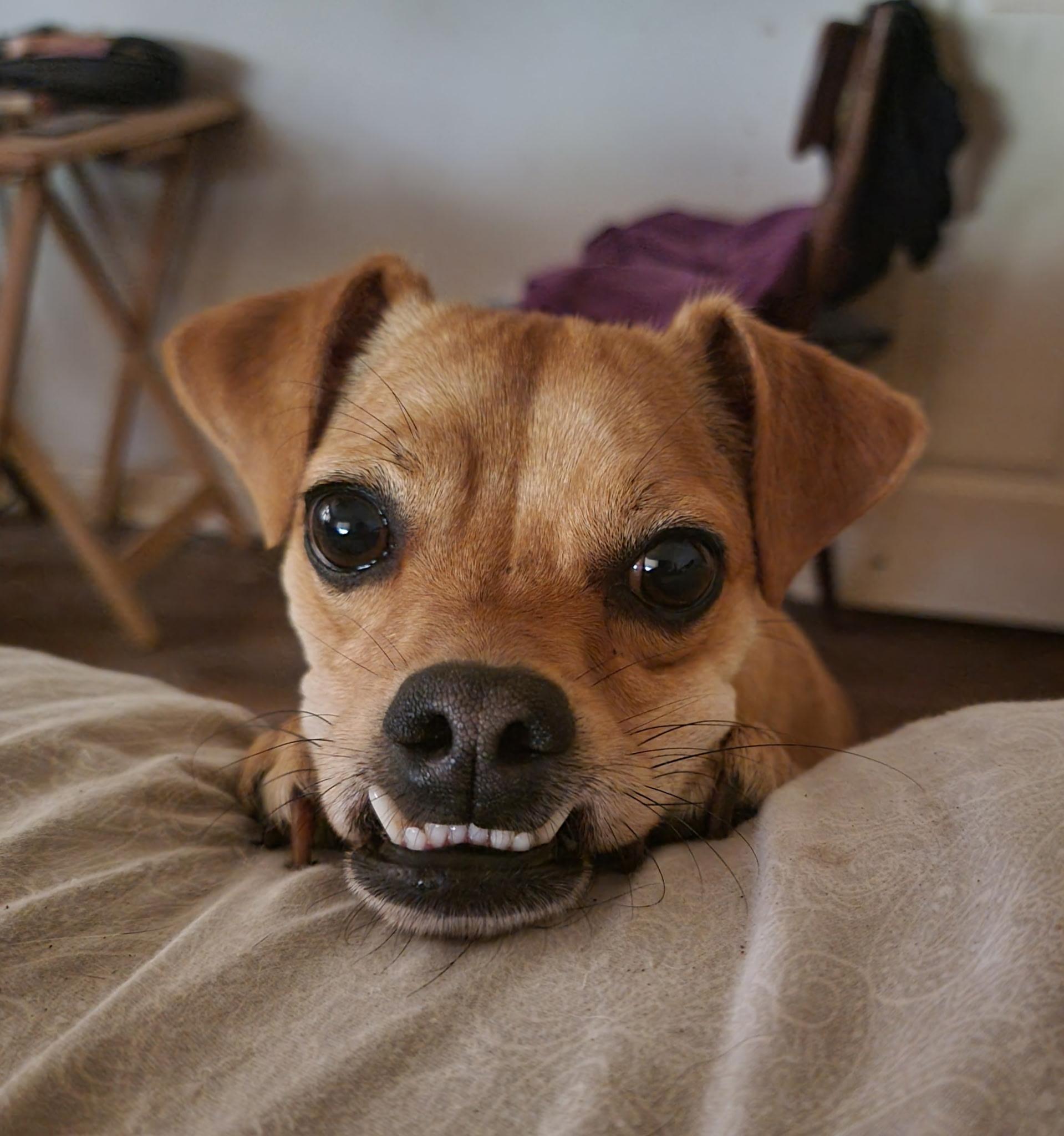 Buster, Adoptable, Puppy Male Rat Terrier.