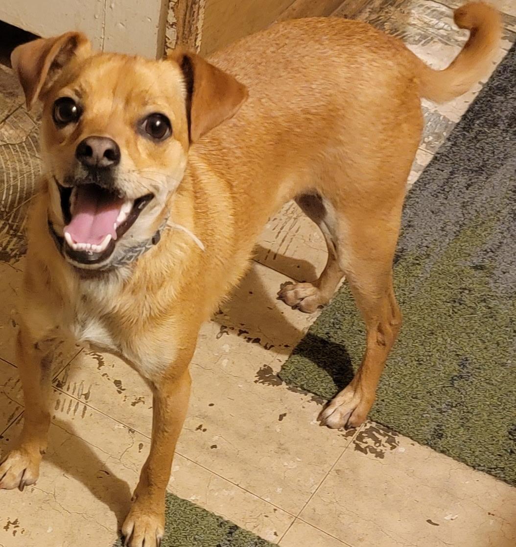 Buster, a Adoptable mixed breed in San Antonio, TX image 3/5