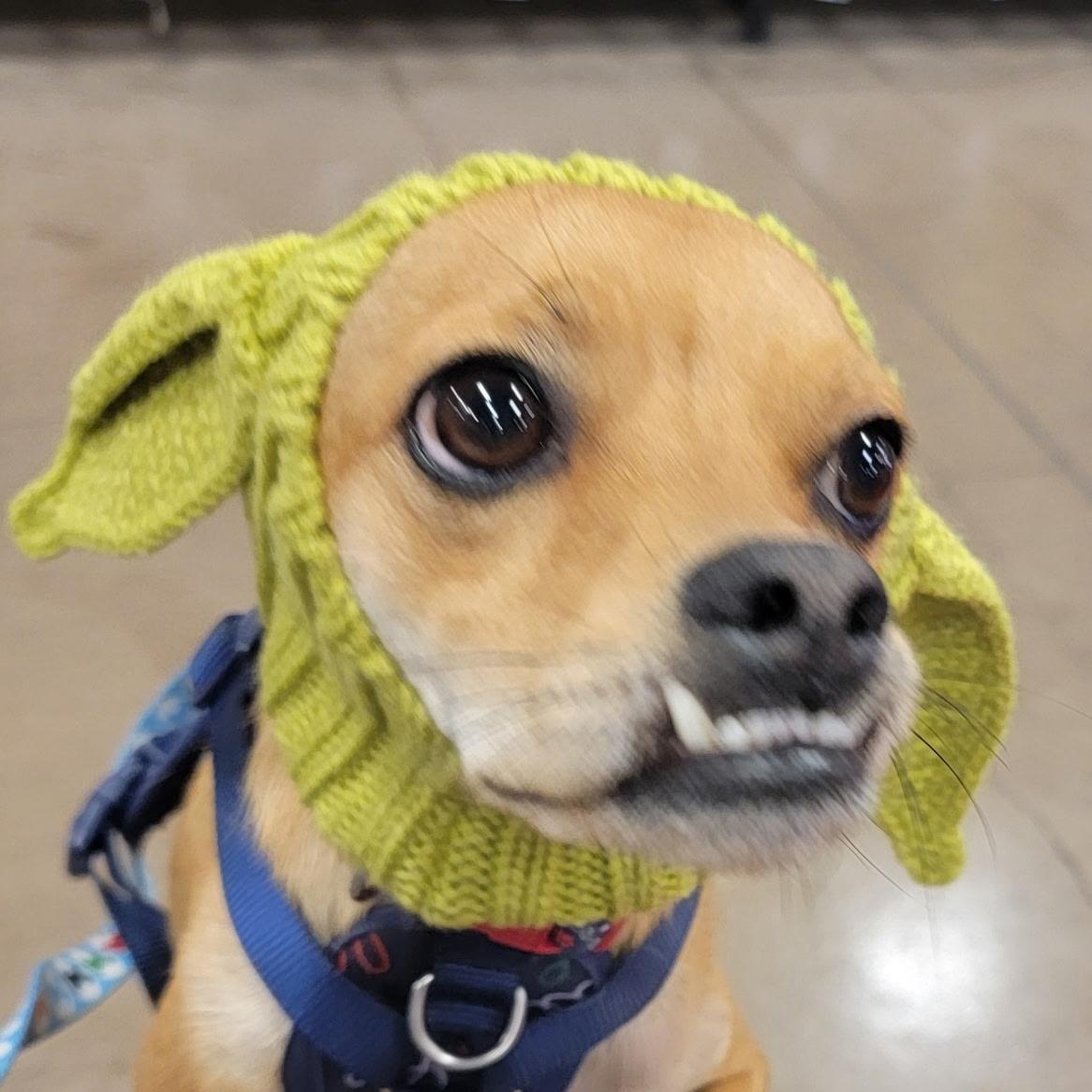 Buster, a Adoptable mixed breed in San Antonio, TX image 5/5