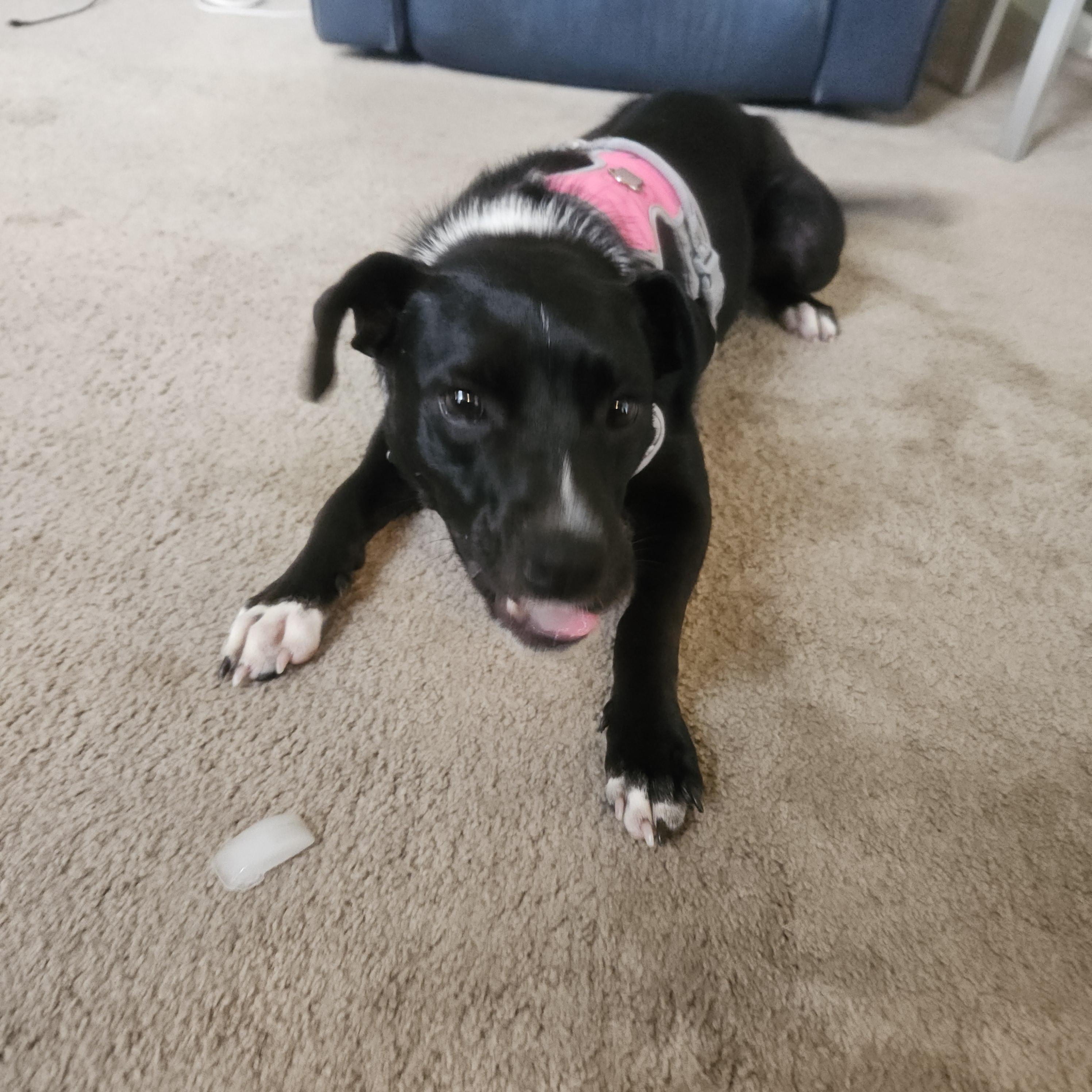 Riley, an adoptable mixed breed in Aurora, IL image 2/2