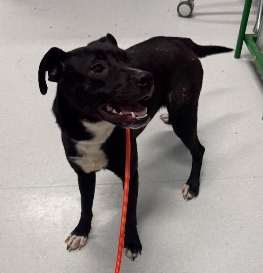 Enlarge Riley, an adoptable mixed breed in Aurora, IL image 1/1