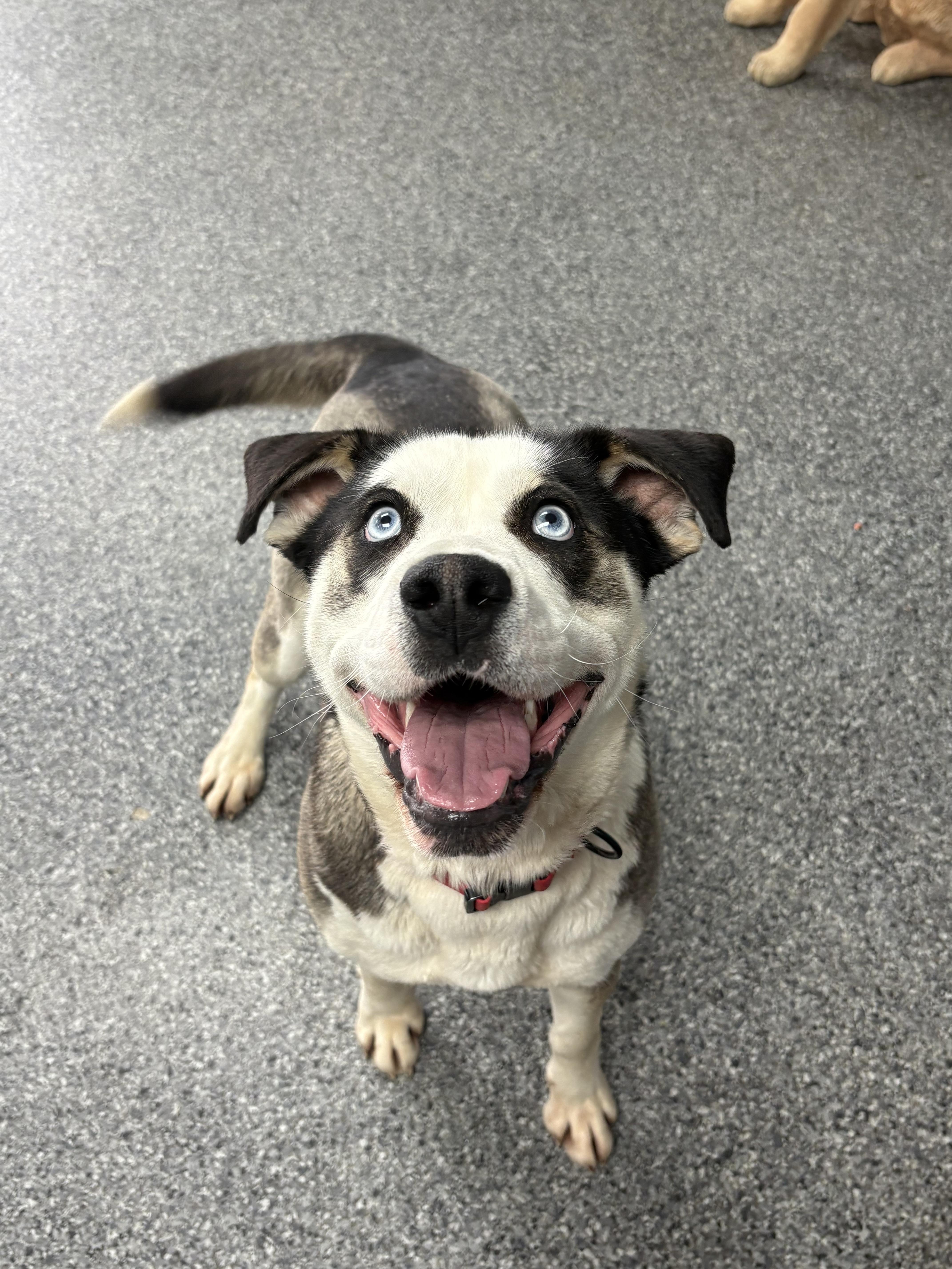 Jewel, Adopted, Young Female Mixed Breed.