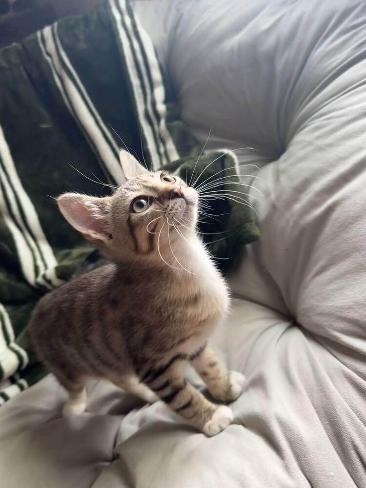 Austen, Adoptable, Kitten Male Domestic Short Hair.