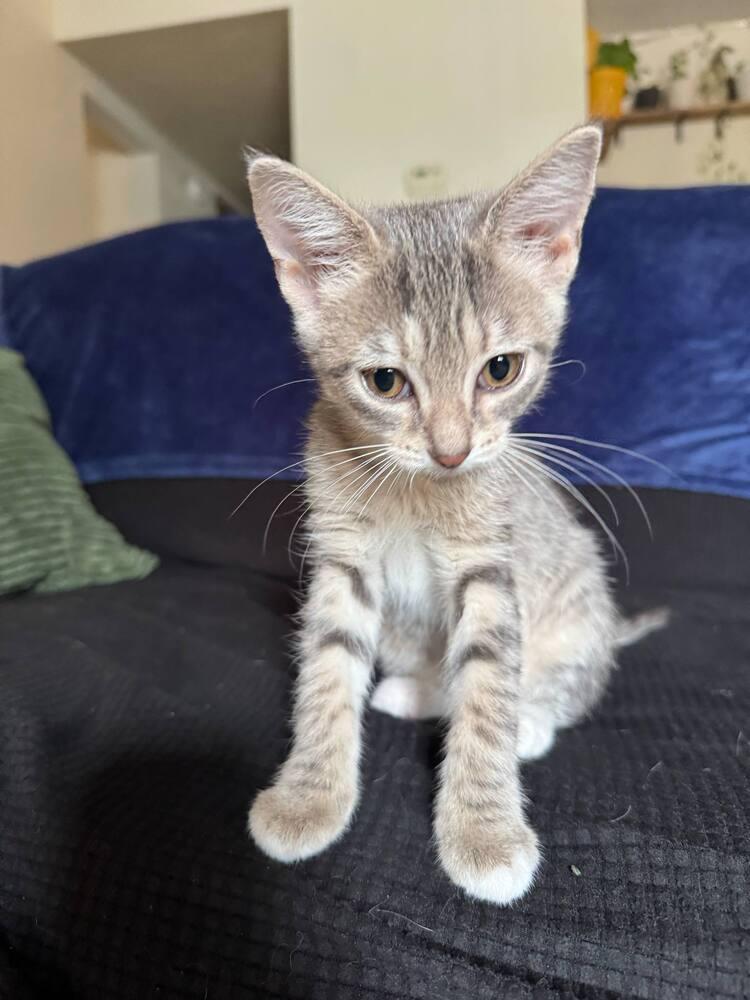 Enlarge Austen, a Adoptable Domestic Short Hair in Emporia, KS image 2/2