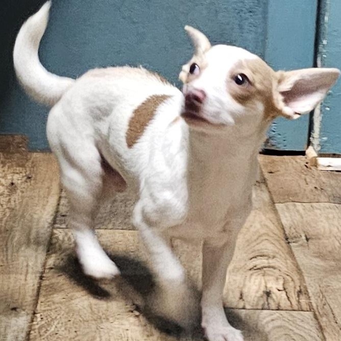 Ziggy, an adopted mixed breed in Chesnee, SC image 3/3