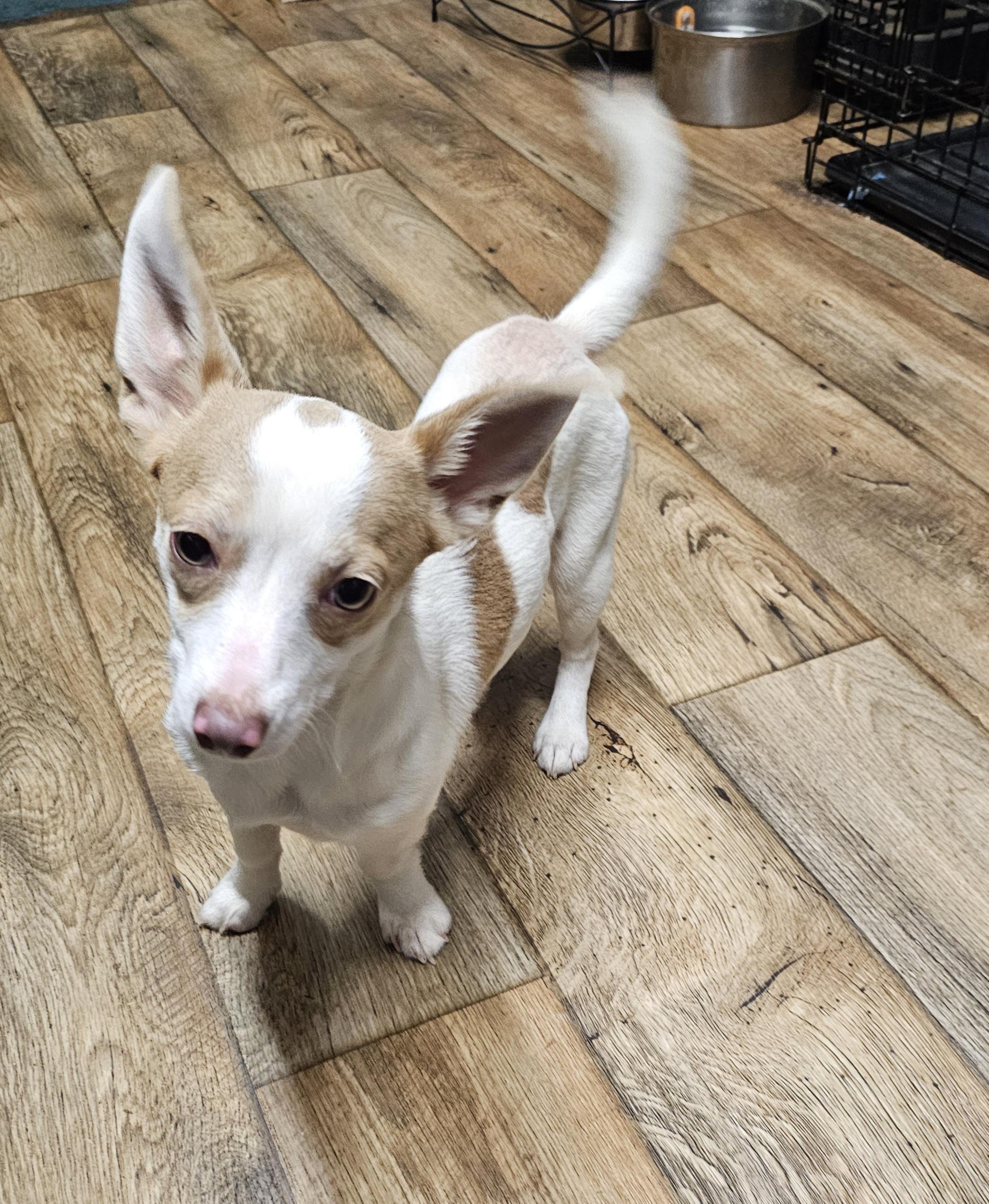 Ziggy, an adopted mixed breed in Chesnee, SC image 2/3