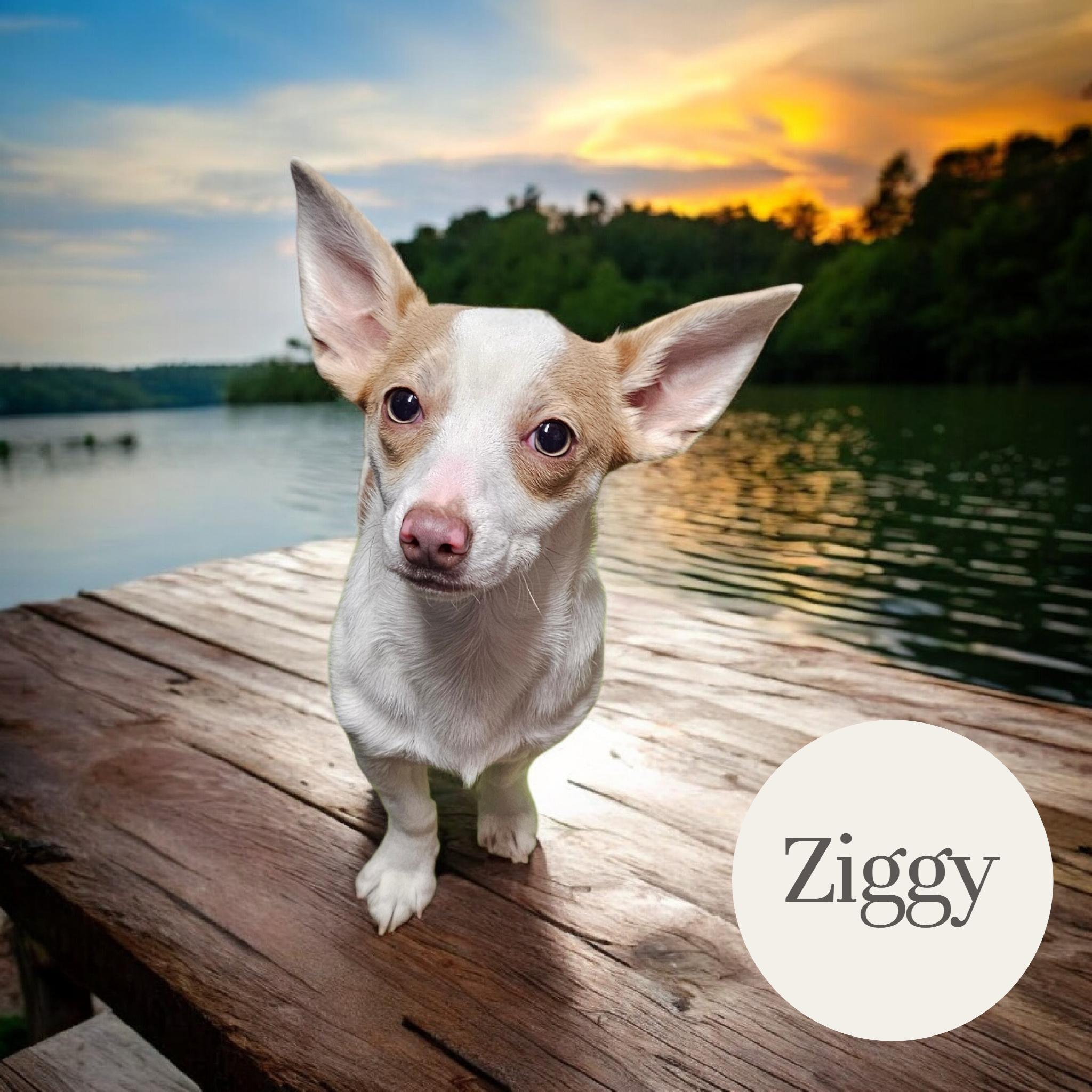 Ziggy, an adopted mixed breed in Chesnee, SC image 1/3