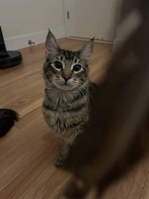 CYCLONE, Adoptable, Young Male Domestic Long Hair.