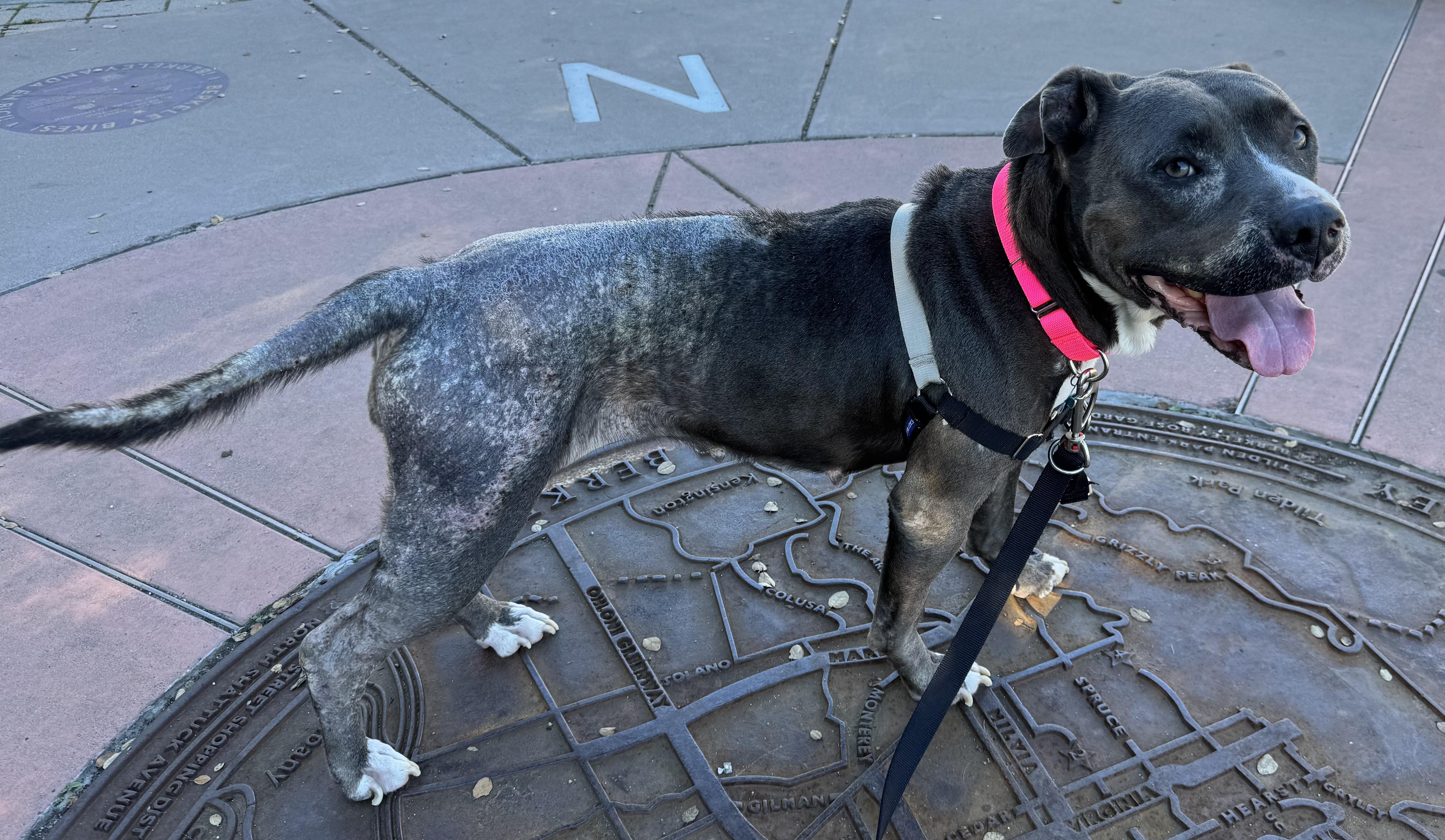 Sadie, Adoptable, Young Female Pit Bull Terrier.