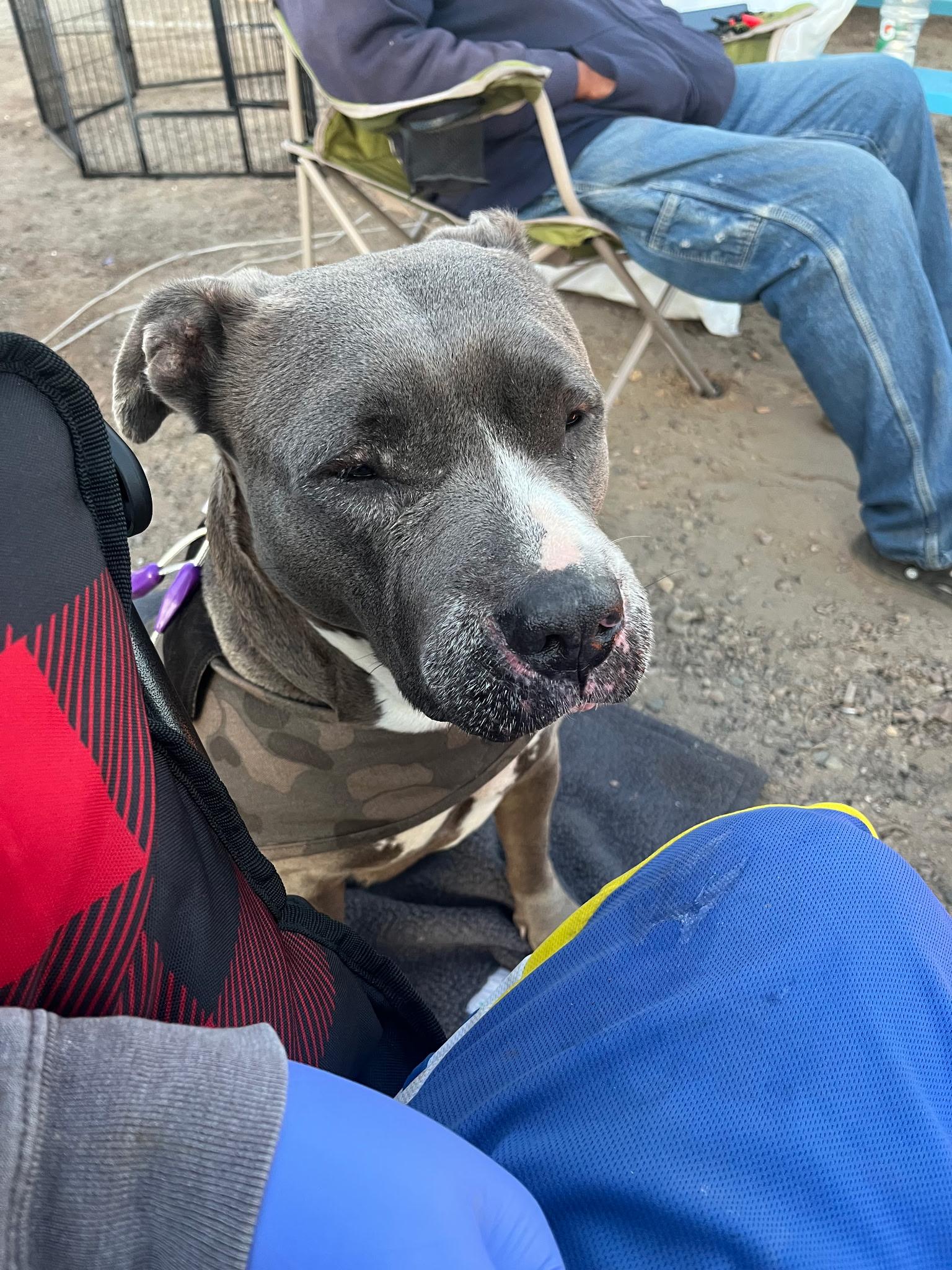 Enlarge Sadie, a Adoptable Pit Bull Terrier in Berkeley, CA image 6/6