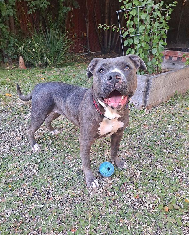 Enlarge Sadie, an adoptable Pit Bull Terrier in Berkeley, CA image 2/6