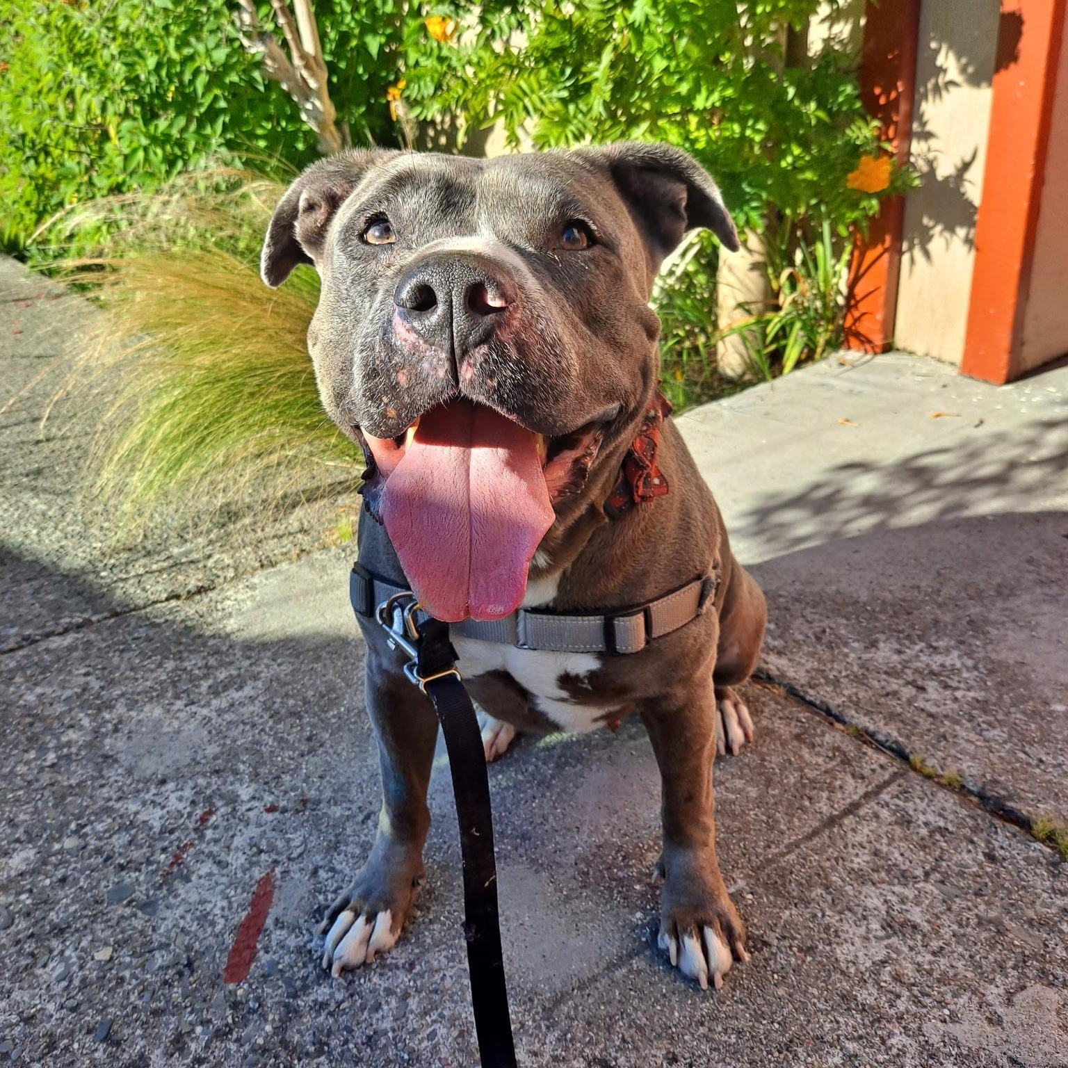 Sadie, Adoptable, Young Female Pit Bull Terrier.