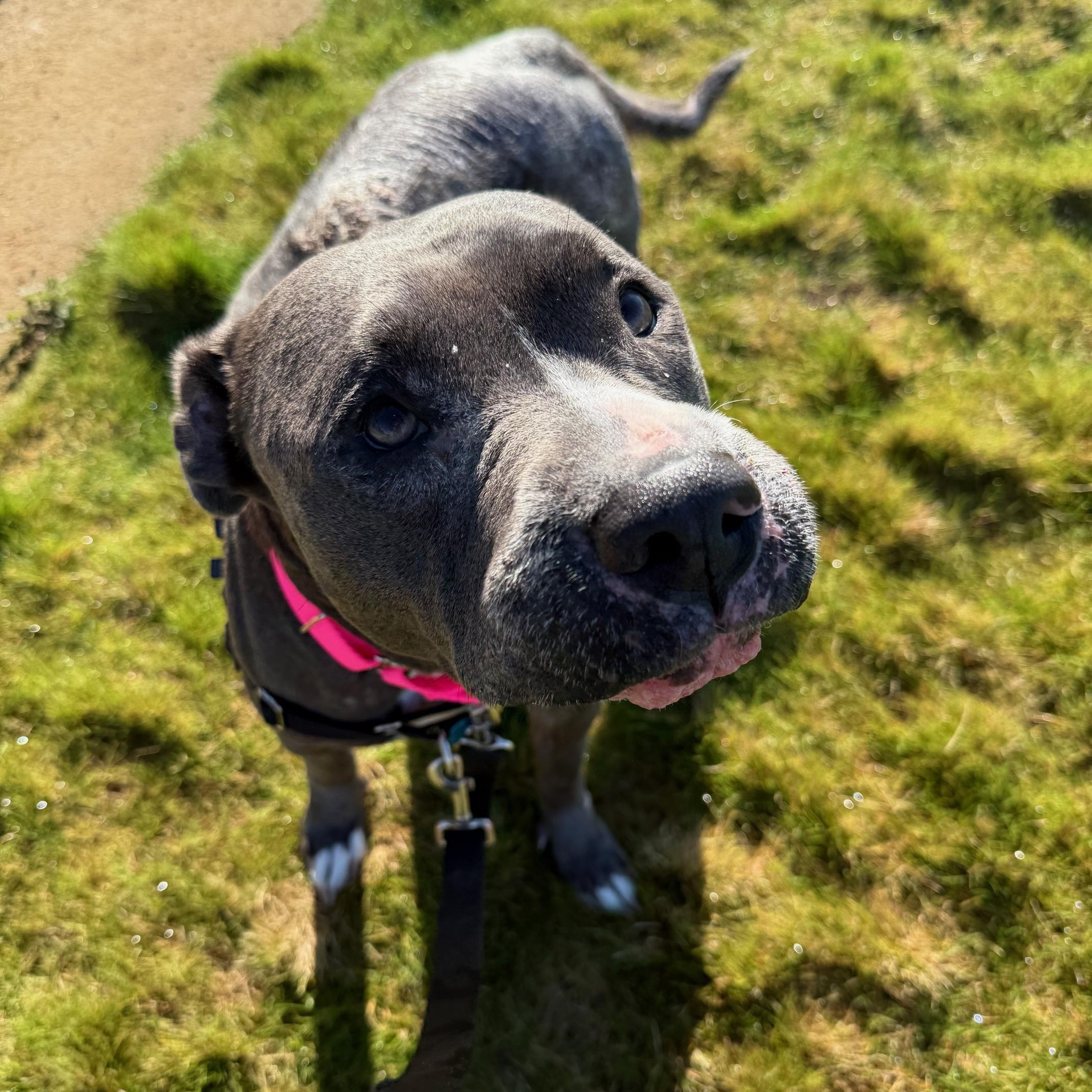 Enlarge Sadie, an adoptable Pit Bull Terrier in Berkeley, CA image 2/6